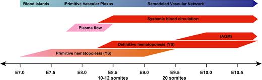Figure 1. Timeline of murine blood and blood vessel development during embryogenesis.