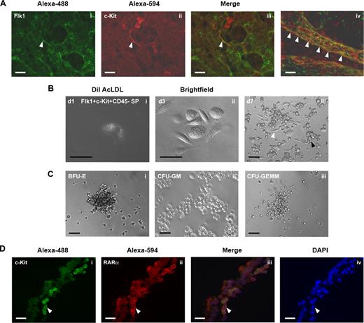 Figure 3. Yolk sac Flk1+c-Kit+CD45− SP cells are endothelial cells with hematopoietic potential. (A) Whole mount immunohistochemical colocalization of (i) Flk1 (Alexa-488; green) and (ii) c-Kit (Alexa-594; red) on hemogenic endothelial cells of the E9.5 murine yolk sac arterial capillary bed. (Aiii,iv) Color-merged confocal z-stack projection of E9.5 yolk sac whole mount immunostain. White arrowheads indicate Flk1+c-Kit+ hemogenic endothelial cells localized to the vitelline vein. (B) Clonal analysis of Flk1+c-Kit+CD45− SP hemogenic endothelial cells cultured on fibronectin with MethoCult GF M3434. (Bi) Day 1 culture, single Flk1+c-Kit+CD45− SP cell stained for 4 hours at 37°C with 10 μg/mL DiI AcLDL. (Bii) Day 3 culture showing adherent cobblestone morphology of proliferating Flk1+c-Kit+CD45− SP hemogenic endothelial cell colony. (Biii) Day 7 culture showing emergence of multipotent HPC from clonal Flk1+c-Kit+CD45− SP hemogenic endothelial cell culture. White arrowheads indicate representative cells displaying characteristic endothelial cell morphology; black arrowheads indicate hematopoietic progenitor morphology. (C) Multilineage hematopoietic potential of Flk1+c-Kit+CD45− SP hemogenic endothelial cell clones cultured on fibronectin in MethoCult GF M3434, (Ci) BFU-E erythroid colony, (Cii) CFU-GM granulocyte-monocyte colony, (Ciii) CFU-GEMM multipotent hematopoietic progenitor colony. (D) Immunohistochemical colocalization of c-Kit (Alexa-488; green) and RARα (Alexa-594; red) on hemogenic endothelial cells of the E9.5 murine yolk sac. White arrowheads indicate c-Kit+RARα+ endothelial and hematopoietic cells. Scale bars in all panels represent 100 μm (20× magnification).