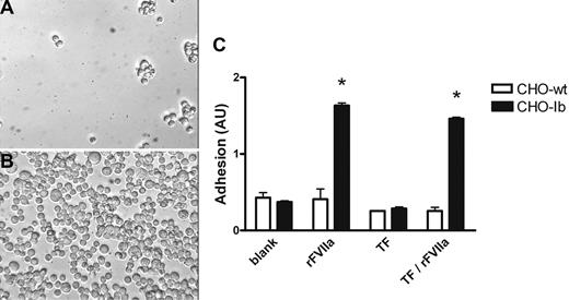 Figure 2. CHO cells transfected with the GPIb-IX-V complex bind to immobilized rFVIIa. (A,B) Mock-transfected CHO cells (CHO-wt, 106 cells/mL; A) and CHO cells transfected with the GPIb-IX-V complex (CHO-Ib, 106 cells/mL; B) were allowed to adhere under static conditions to immobilized rFVIIa (10 μg/mL) for 60 minutes at 37°C. After gentle washing, adhesion was visualized by light transmission microscopy with a Zeiss 10×/0.22 numeric aperture lens on a Leica Diavert microscope (Leica, Wetzlar, Germany). Images were acquired using a JAI-CCD camera (Copenhagen, Denmark) coupled to a matrox frame grabber (Matrox Electronic Systems, Quebec, QC) using OPTIMAS 6.2 software (Optimas, Seattle, WA); original magnification 400×. (C) CHO-wt and CHO-Ib (106 cells/mL) were allowed to adhere under static conditions for 60 minutes at 37°C to immobilized rFVIIa (10 μg/mL) or recombinant soluble tissue factor (TF; 10 μg/mL). Subsequently, TF-immobilized wells were blocked with 2% BSA, before incubation with rFVIIa or vehicle (“TF/rFVIIa” and “TF,” respectively). Adhesion was quantified by measuring the intrinsic phosphatase activity, and optical density is depicted as arbitrary units of adhesion (AU). Images and graph are representative of at least 3 independent experiments performed in triplicate. Error bars represent SD. *P < .01 compared with blank.