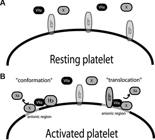 Figure 5. Hypothetical model for the role of GPIbα in the mechanism of action of rFVIIa. (A) On the resting platelet, the interaction between rFVIIa and the GPIb-IX-V complex (depicted as “Ib”) does not occur, as the resting platelet does not express negatively charged phospholipids, and presumably because the GPIb-IX-V complex is not in a rFVIIa-binding membrane environment. (B) After activation of the platelet, rFVIIa is able to interact with the GPIb-IX-V complex. This interaction is critically dependent on the negatively charged surface but may also involve translocation of the GPIb-IX-V complex to an anionic or lipid raft region of the platelet surface. Alternatively, the interaction might require a conformational change with the GPIb-IX-V complex. The interaction of rFVIIa with GPIb results in acceleration of Xa generation.