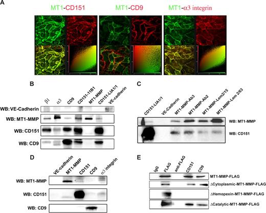 Figure 1. CD151 forms ternary complexes with MT1-MMP and α3β1 integrin at intercellular contacts between primary human endothelial cells. (A) HUVECs seeded at confluence on collagen I–coated coverslips were double-stained for MT1-MMP and 1 of tetraspanin CD151, tetraspanin CD9, or the tetraspanin-associated integrin α3. Samples were analyzed by confocal microscopy. The maximal projection is shown together with the cytofluorogram, in which colocalization is depicted as pixel accumulation along the central diagonal. (B) HUVEC monolayers were lysed in buffer containing 1% Brij96. Samples were immunoprecipitated with the following mAbs: anti–VE-cadherin (TEA1/31), anti–MT1-MMP (LEM-2/63), anti-CD151 (11B1 and LIA1/1), anti-CD9 (VJ1/20), anti-α3 integrin (VJ1/6), and anti-β1 integrin (TS2/16). Immunoprecipitates were analyzed by Western blot against VE-cadherin, MT1-MMP, CD151, and CD9. (C) HUVEC monolayers were lysed in 1% Brij96-containing lysis buffer. Samples were immunoprecipitated with mAbs anti–VE-cadherin (TEA1/31), anti–MT1-MMP (LEM-2/63 and LEM-2/15) and anti-CD151 (LIA1/1), and with anti–MT1-MMP pAbs (Ab2 and Ab3). Immunoprecipitates were analyzed by Western blot against MT1-MMP and CD151. (D) HUVEC monolayers were lysed in buffer containing 1% digitonin. Samples were immunoprecipitated with mAbs anti–VE-cadherin (TEA1/31), anti–MT1-MMP (LEM-2/63), anti-CD151 (11B1), anti-CD9 (VJ1/20), and anti-α3 integrin (VJ1/6). Immunoprecipitates were analyzed by Western blot against MT1-MMP, CD151, and CD9. (E) HeLa cells transiently transfected with different FLAG-tagged constructs for MT1-MMP (full-length and deletion mutants lacking the cytoplasmic, hemopexin, or catalytic domains) were lysed in 1% Brij96-containing buffer and immunoprecipitated with anti-FLAG mAb and antitetraspanin antibodies against CD151 and CD9 or with negative control X63 (IgG). Anti-FLAG mAb without cellular lysates (anti-FLAG) is shown to discriminate nonspecific bands. Membranes were probed with biotinylated anti-FLAG mAb.