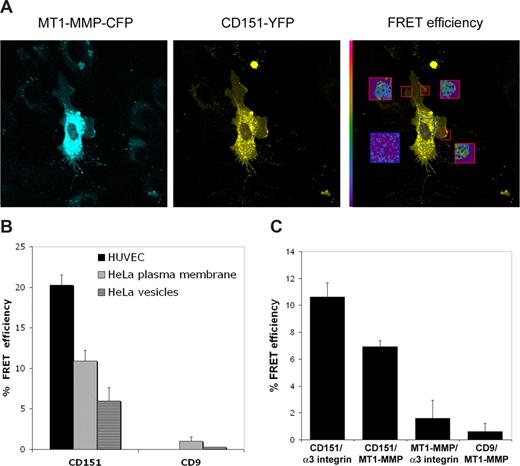 Figure 2. FRET analysis of MT1-MMP/CD151 association. (A) Confocal fluorescence images showing the subcellular localization of MT1-MMP-CFP and CD151-YPF fusion proteins in primary HUVECs. Right panel shows FRET efficiency images by acceptor photobleaching of the areas depicted with a red square on the YFP image. The blue square corresponds to the background FRET efficiency in a nonbleached region. Pseudocolor scale is depicted at the left of the FRET image. (B) Chart depicts the quantification of FRET efficiency by acceptor photobleaching in HeLa and HUVECs for the pairs MT1-MMP-CFP/CD151-YFP and MT1-MMP-CFP/CD9-YFP. Data shown are mean plus or minus SE of n = 3 for HUVECs and n = 8 for HeLa. (C) Chart depicts the quantification of FRET efficiency by acceptor photobleaching in HeLa cells for the pairs α3 integrin-CFP/CD151-YFP; MT1-MMP-CFP/CD151-YFP; α3 integrin-CFP/MT1-MMP-YFP, and MT1-MMP-CFP/CD9-YFP. Data shown are mean plus or minus SE of n = 8.