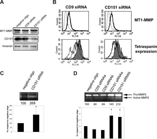 Figure 3. Reducing CD151 expression augments MT1-MMP–dependent MMP2 activation. (A) Western blot analysis of the expression of MT1-MMP and CD151 in total lysates of HUVECs transfected with negative oligonucleotide or with siRNA specific for CD9 or CD151. Vimentin is shown as a loading control. (B) Flow cytometric analysis of the membrane expression of MT1-MMP in HUVECs transfected with (left) CD9 or (right) CD151 siRNA (thick lines). (Toppanels) Thin lines show MT1-MMP expression in cells transfected with negative control oligonucleotide. Dotted lines correspond to the negative control X63. (Bottom panels) Flow cytometry charts of tetraspanin expression in siRNA transfected cells. Gray-filled profiles correspond to negative oligonucleotide-transfected cells; dotted lines correspond to oligo a and thin lines to oligo b, for both CD9 (left) and CD151 (right) interfered cells. (C) Fibrinogen zymography showing direct MT1-MMP protease activity in total lysates of HUVECs transfected with negative control or CD151-specific oligonucleotides. Numbers below the gel show the quantification of the fibrinolytic activity of MT1-MMP in the experiment shown. The chart shows the mean fibrinolytic activity of MT1-MMP normalized with respect to cells transfected with negative control oligonucleotide (± SD; n = 3). *P < .02 in Student t test. (D) Gelatin zymography of culture supernatants from HUVECs transfected with 2 different target siRNA sequences for CD9 or CD151. Numbers show the quantification of the gelatinolytic activity of mature MMP2 in the experiment shown. The chart shows the mean gelatinolytic activity of mature MMP2 normalized with respect to cells transfected with negative control oligonucleotide (± SD; n = 8 for CD151 siRNAa, n = 2 for CD151 siRNAb and CD9 siRNAs a and b). *P < .02 in a 1-way analysis of variance with respect to negative control oligonucleotide with Dunnett comparison test.