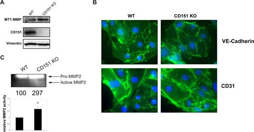 Figure 4. MLECs derived from CD151-deficient mice show higher MMP2 activity. (A) Western blot analysis of the expression of MT1-MMP and CD151 in total lysates of MLECs derived from WT or CD151-deficient animals (CD151 KO). Vimentin is shown as loading control. (B) Immunofluorescence staining of the endothelial specific markers VE-cadherin and CD31 in MLECs derived from WT and CD151-deficient mice. Nuclei were stained with Hoechst (blue). (C) Gelatin zymography of culture supernatants of MLECs derived from WT or CD151-deficient mice. Numbers depict the quantification of the gelatinolytic activity of mature MMP2 in the experiment shown. The chart below depicts the mean gelatinolytic activity of mature MMP2 normalized with respect to cells derived from WT mice plus or minus SE. *P < .05, Student t test.