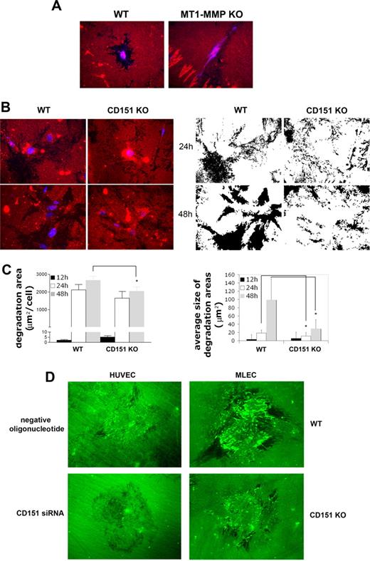 Figure 5. Abnormal collagen degradation by CD151-deficient cells. (A) Immunostaining of collagen I to show degradation by MLECs derived from WT or MT1-MMP deficient animals after 24-hour growth on 1 mg/mL rat-tail collagen I. Autofluorescence (blue) was acquired to reveal cell positions. (B) Immunostaining of collagen I to show degradation at 24 hours and 48 hours by WT or CD151 KO MLECs. Nuclei were stained with Hoechst to show the position of the cells. Monochrome images show the masks of the collagen-denuded areas (black) in the same fields. (C) Quantification of total collagen degradation area (left panel: total denuded area/number of cells; mean ± SE) or the average size of the degradation areas (right panel: mean ± SD) from WT and CD151 KO mice. A minimum of 50 cells in 20 or more 63× fields were counted in 2 independent MLEC preparations. *P < .05, Mann-Whitney t test. (D) HUVECs transfected with negative control oligonucleotide or CD151-specific siRNA (left) and MLECs derived from WT or CD151 KO mice (right) were seeded onto DQ-collagen–coated coverslips, fixed, and visualized by fluorescence microscopy.
