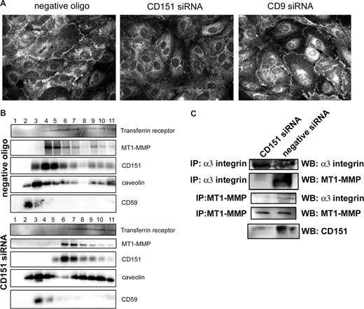 Figure 6. Silencing CD151 expression in HUVECs alters MT1-MMP subcellular localization and its association to α3β1 integrin. (A) HUVECs transfected with negative control oligonucleotide or with CD9- or CD151-specific siRNA were plated at confluence onto collagen I–coated coverslips and stained with anti–MT1-MMP mAb. (B) HUVECs transfected with the negative control oligonucleotide or CD151-specific siRNA were lysed in 0.5% Triton X-100 and fractioned on a linear sucrose gradient (40%-30%-5%). Fractions were recovered sequentially from the top of the gradient and probed by Western blot with antibodies to transferrin receptor, MT1-MMP, CD151, caveolin, and CD59. (C) HUVEC monolayers, transfected with negative control oligonucleotide or with CD151-specific siRNA, were lysed in buffer containing 1% Triton X-100. Samples were immunoprecipitated with anti–MT1-MMP (LEM-2/63) and anti-α3 integrin (VJ1/6) mAbs. Immunoprecipitates were analyzed by Western blot against α3 integrin and MT1-MMP. A sample of total lysate was probed for CD151.
