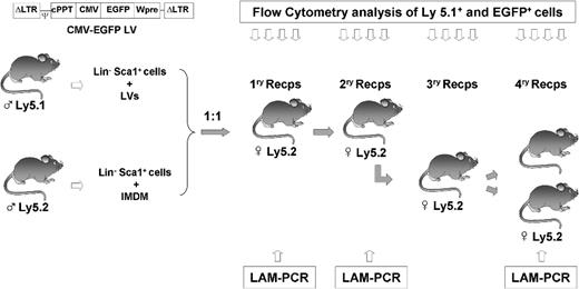 Figure 1. Illustration of the experimental protocol used to investigate the competitive repopulating ability (CRA) of mouse HSCs transduced with lentiviral vectors related to HSCs not exposed to lentiviral particles. Prestimulated Lin−Sca1+ BM cells from male Ly5.1 mice were exposed to LVs, as described in “Transduction of Lin−Sca1+ cells.” Another Lin−Sca1+ population from male Ly5.2 mice was treated under identical conditions without LVs. After a total incubation period of 48 hours, cells were mixed 1:1 and then transplanted into irradiated recipients. Nine months after transplantation, BM from primary recipients was retransplanted into secondary recipients. At periodic intervals, peripheral blood cells from primary and secondary recipients were sampled to determine the proportion of Ly5.1+ and EGFP+ cells (Figures 2,3). In one experiment, BM from secondary recipients was retransplanted into tertiary and quaternary recipients to conduct further studies of hematopoietic repopulation (Figure 4). In this experiment, BM cells from primary and quaternary recipients were analyzed by LAM-PCR to determine the LV integration sites in the corresponding repopulating cells (Figure 5).