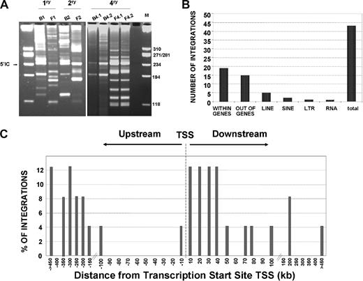 Figure 5. Integration site analyses in the bone marrow of primary and quaternary recipients infused with LV-transduced Lin−Sca1+ samples. (A) Representative LAM-PCR analysis of BM samples from primary and quaternary recipients that received a transplant of the chimeric BM graft corresponding to experiment no. 2. M indicates size markers; 5′IC, internal control band amplified in LV-transduced samples. (B) Distribution of LV integrations in genes, or in repetitive sequences (LINES, SINES, LTR, and RNA) of the mouse genome. (C) Distance of 24 LV integration sites to the transcription start sites of targeted genes in the mouse genome. The distance is represented by intervals of plus or minus 10 Kb from 0 to 100 Kb around TSSs, or by intervals of plus or minus 50 Kb for distances higher than 100 Kb.
