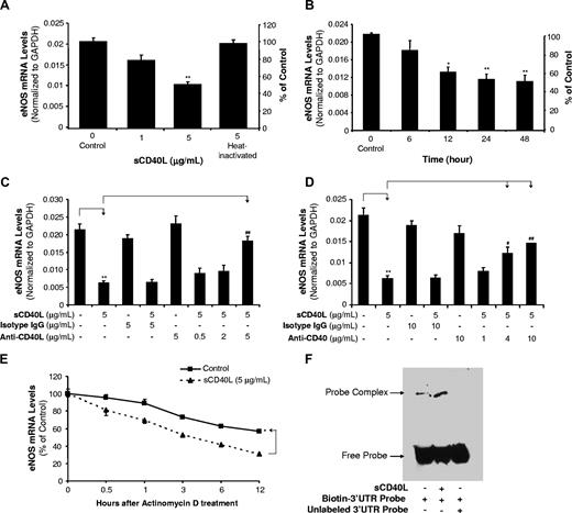 Figure 1. Effects of sCD40L on eNOS mRNA levels in HCAECs. (A) Concentration-dependent study. HCAECs were treated with different concentrations of sCD40L for 24 hours. The eNOS levels were determined by real-time PCR. Heat-inactivated (HI) sCD40L was included as a negative control. (B) Time course study. HCAECs were treated with sCD40L (5 μg/mL) for different times. The eNOS levels were determined by real-time PCR. (C) Effect of anti-CD40L antibody and (D) effect of anti-CD40 antibody. HCAECs were pretreated with different concentrations of anti-CD40L antibody or anti-CD40 antibody for 30 minutes and followed with sCD40L treatment for 24 hours. The eNOS mRNA levels were determined by real-time PCR. Isotype IgG was used for a negative control. (E) eNOS mRNA stability. HCAECs were treated with actinomycin D (2.5 μg/mL) in the presence or absence of sCD40L (5 μg/mL) for different time points, and eNOS mRNA levels were determined by real-time PCR. (F) eNOS mRNA 3′UTR-binding molecules. Biotin-labeled human eNOS mRNA 3′UTR probe was incubated with cytoplasmic extracts of HCAECs treated with or without sCD40L for 24 hours. The binding reaction was electrophoresed on a native polyacrylamide gel. For the competition experiment, excess unlabeled RNA probe was preincubated with cytoplasmic protein prior to the addition of biotin-labeled RNA probe. *P < .05 and **P < .01, compared with the control. #P < .05 and ##P < .01, compared with sCD40L treatment. n = 3. Data are means and SE of multiple experiments (n).