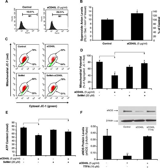 Figure 4. Effects of sCD40L on O2− production in HCAECs and porcine coronary arteries. (A) DHE staining in HCAECs. Cells were treated with sCD40L for 24 hours, and intracellular O2− levels were determined by DHE staining and flow cytometric analysis. U test. n = 3. (B) Porcine coronary artery rings. The vessel rings were treated with sCD40L for 24 hours and O2− levels in the endothelial layer of porcine coronary arteries were tested with lucigenin-enhanced chemiluminescence assay. *P < .05 compared with the control. t test. n = 6. (C) Mitochondrial membrane potential (representative histograms of flow cytometric analysis). HCAECs were treated with sCD40L for 24 hours, and mitochondrial membrane potential was determined by JC-1 staining and flow cytometric analysis. (D) Quantitative data of JC-1 staining showed a significant decrease in mitochondrial membrane potential after sCD40L treatment. Antioxidant SeMet effectively reversed these changes. U test. n = 3. (E) ATP content. HCAECs were treated with sCD40L for 24 hours, and ATP production was determined by a commercial ATPLite kit. Antioxidant SeMet was included. t test. n = 3. (F) Effect of mitochondrial complex II inhibitor TTFA on eNOS protein levels. HCAECs were treated with sCD40L in the presence or absence of mitochondrial complex II inhibitor TTFA (10 μM) for 24 hours, and eNOS protein levels were determined by Western blot analysis. *P < .05 and **P < .01, compared with the control. #P < .05 compared with sCD40L treatment. U test. n = 3. Data are means and SE of multiple experiments (n).