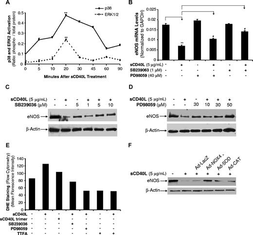 Figure 6. Effects of sCD40L on activation of MAPKs in HCAECs. (A) MAPK p38 and ERK2 phosphorylation. HCAECs were treated with sCD40L for different time points and the phosphorylation levels of MAPK p38 and ERK2 were determined by Bio-Plex luminex immunoassay with a commercial kit. U test. (B) Effects of MAPK inhibitors on eNOS mRNA levels. HCAECs were treated with sCD40L in the presence or absence of p38 inhibitor (SB239036) or ERK1/2 inhibitor (PD98059) for 24 hours, and eNOS mRNA levels were determined by real-time PCR analysis. t test. (C) Effect of p38 inhibitor (SB239036) on eNOS protein levels. HCAECs were treated with sCD40L in the presence or absence of different concentrations of p38 inhibitor (SB239036) for 24 hours, and eNOS protein levels were determined by Western blot. (D) Effect of ERK1/2 inhibitor (PD98059) on eNOS protein levels. HCAECs were treated with sCD40L in the presence or absence of different concentrations of ERK1/2 inhibitor (PD98059) for 24 hours, and eNOS protein levels were determined by Western blot. (E) Effects of sCD40L, MAPK inhibitors, and mitochondrial complex II inhibitor TTFA on O2− production (DHE staining). HCAECs were treated with sCD40L monomer form or sCD40L trimer form in the presence or absence of MAPK inhibitors (p38 and ERK2) or TTFA for 24 hours. O2− production was determined by DHE staining and flow cytometric analysis. (F) Effects of recombinant adenovirus–based gene delivery on eNOS protein levels. HCAECs were infected with different recombinant adenoviruses for 48 hours, and followed by sCD40L treatment for 24 hours. Ad-LacZ was included as a negative control. eNOS mRNA levels were determined by Western blot analysis. **P < .01 compared with the control. #P < .05 compared with sCD40L treatment. n = 3. Data are means and SE of multiple experiments (n).