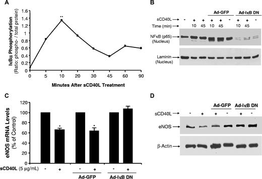 Figure 7. Effects of sCD40L on NF-κB activation in HCAECs. (A) IκBα phosphorylation. HCAECs were treated with sCD40L for different time points, and phosphorylation levels of IκBα were determined by a Bio-Plex Luminex Immunoassay with a commercial kit. U test. (B) NF-κB p65 protein nuclear translocations. HCAECs were infected with recombinant adenovirus Ad-IκB DN (inhibition of IκBα) or Ad-GFP (a negative control). The cells were then treated with sCD40L for different time frames, and nuclear extract was prepared. Nuclear NF-κB protein levels were determined by Western blot analysis. Nuclear protein laminin was included as a loading control. (C) Effect of dominant negative mutant form of IκBα on eNOS mRNA levels. HCAECs were infected with recombinant adenovirus Ad-IκB DN or Ad-GFP for 72 hours, and then cells were treated with sCD40L for 24 hours. The NOS mRNA levels of eNOS were determined by real-time PCR analysis. U test. (D) Effect of dominant negative mutant form of IκBα on eNOS protein levels. HCAECs were infected with recombinant adenovirus Ad-IκB DN or Ad-GFP for 72 hours, and then cells were treated with sCD40L for 24 hours. The eNOS protein levels of eNOS were determined by Western blot analysis. *P < .05; **P < .01 compared with the control. n = 3. Data are means and SE of multiple experiments (n).