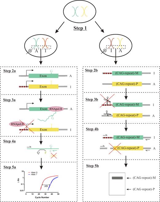 Figure 1. Schematic diagram of X-chromosome clonality determination used here and in HUMARA assay. X-chromosome inactivation occurs early during embryogenesis. Hence, women are a mosaic of paternal or maternal active X chromosome (Step 1). Inactive X chromosome is represented by filled red circles. For the transcriptional clonality assay, a specific exonic polymorphism is selected and genotyped (Step 2a). Allele-specific expression is determined by real-time PCR using reverse-transcribed mRNA as described in “Novel transcriptional clonality assay” (Steps 3a and 4a). Resulting amplification curve is used to estimate the ΔCt and corresponding frequencies of each allele (Step 5a). In contrast, analysis at the HUMARA locus, shown methylated in the promoter region by filled red circles (Step 2b), is initiated by restriction digestion (scissors) of genomic DNA using a methylation-sensitive endonuclease (Step 3b). After restriction digestion, PCR amplification with primers flanking both the 5′ restriction digestion site and the 3′ end of the CAG tandem repeat sequence is performed (Step 4b). Hence, only intact, methylated, inactive X-chromosome DNA is amplified. Allele-specific PCR products can be distinguished from each other based on the number of tandem CAG repeats using agarose gel electrophoresis (Step 5b).