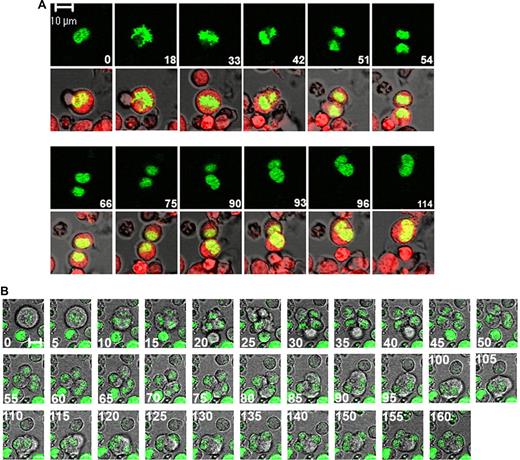 Figure 1. Polyploidization in MK results from a late reversal of cytokinesis. Primary cultured MKs from human bone marrow were transduced with a plasmid encoding H2B-GFP. Time-lapse images were obtained by confocal video microscopy. Time relative to the first image is indicated in minutes on each photograph. Bars represent 10 μm. (A) A mitosis/endomitosis transition. The cell was stained with CellTracker Orange and serial images were obtained at 3 minutes interval. Endomitosis proceeded exactly as a mitosis until the late telophase when the 2 nuclear masses are separated and the 2 daughter cells are connected by a cytoplasm bridge (images 54,66). Thereafter, the 2 daughter cells moved backward toward each other (images 75-96) and reassembled into 1 single cell with only 1 nuclear mass (image 114). (B) An endomitosis in a polyploid MK. Serial images were obtained at 5-minute intervals. Endomitosis proceeded as a mitosis but DNA was scattered at 4 poles until the end of cytokinesis (images 0-40). The 4 daughter cells remained connected (images 30,35,40). Then the incipient daughter cells moved backward and are reunified 2-by-2 (images 45-85). These time-lapse images are available in Videos S1 and S2.