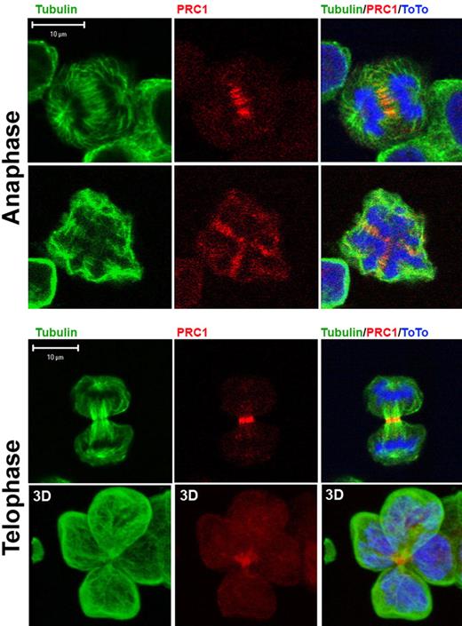Figure 2. PRC1 localized normally to the central spindle during endomitosis. MKs were stained for tubulin (α and β, green), PRC1 (red), and TOTO (blue). The anti-α and anti-β tubulin antibodies mark the central spindle. (A) During anaphase, microtubules congregated midway between the 2 poles of the central spindle, while PRC1 accumulated in the midzone and colocalized with the central spindle. (B) During telophase, the central spindle was highly concentrated, forming 1 intercellular bridge. PRC1 was present in the center of the central spindle.
