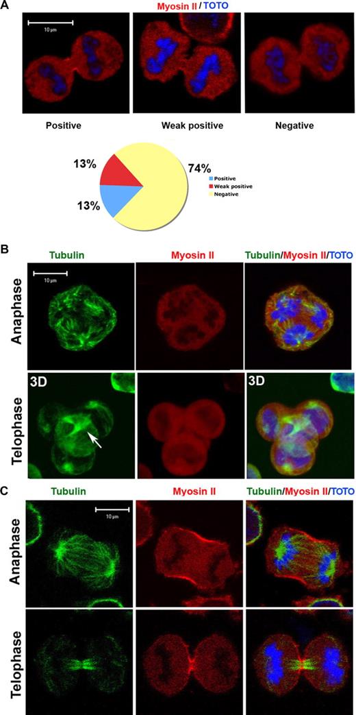 Figure 3. Absence of nonmuscle myosin IIA accumulation in the contractile ring during MK mitosis or endomitosis. Cells were stained for tubulin (α and β, green) and nonmuscle myosin IIA (red). DNA was stained with TOTO (blue). (A) Only 13% of dipolar mitotic/endomitotic MKs showed a clear accumulation of myosin II at the midzone or in the midbody, 13% showed either a signal at the threshold of detection or an incomplete accumulation at one part of the furrow, and 74% were negative. (B) Myosin II accumulation was not observed in the midzone or in the midbody of multipolar endomitosis. arrow indicates the location of midbody. (C) Myosin II accumulation was clearly detected in the midzone and the midbody of control U937 cells in mitosis.