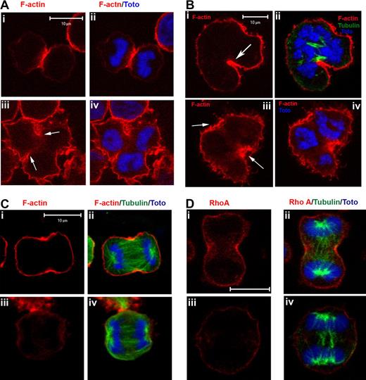 Figure 4. Accumulation of F-actin in the contractile ring is incomplete during MK endomitosis. MKs were stained for F-actin (phalloidin-TRITC, red) or tubulin (green) and TOTO (blue). (A) F-actin accumulation around the midzone at the site of furrow ingression in dipolar mitotic/endomitotic MKs (i,ii). Incomplete F-actin accumulation (arrows) at the site of furrow ingression in multipolar endomitotic MKs (iii,iv). (B) In multipolar endomitosis, accumulation of F-actin was seen at only some parts of midzone where a local ingression is seen (arrows). (C,D) Rho inhibition by TatC3 prevents F-actin accumulation (C) and RhoA localization (D) in the midzone and spindle elongation.