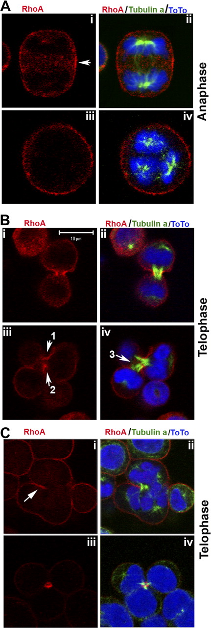 Figure 5. Rho A is localized to some extent at the cleavage furrow in endomitotic MK. Cells were stained for tubulin (α and β, green) and RhoA (red). (A) RhoA localization during anaphase. In dipolar mitotic/endomitotic MK, RhoA was concentrated around the midzone cortex (i,ii). In polyploid endomitotic MK, RhoA could not be detected in the midzone (iii,iv). (B) RhoA localization during telophase. In dipolar mitotic/endomitotic MK, RhoA was concentrated in the cleavage furrow (i,ii). In polyploid endomitotic MK, RhoA was only detected in the deepest ingressions of the cleavage furrow (iii,iv, arrows 1,2). (C) RhoA localization at the end of telophase. RhoA was localized at all sides of the cleavage furrow in dipolar mitotic/endomitotic MK (iii,iv). In multipolar endomitosis, RhoA was accumulated at only one part of the cleavage furrow and at a zone corresponding to a local ingression (indicated by arrow, i,ii).