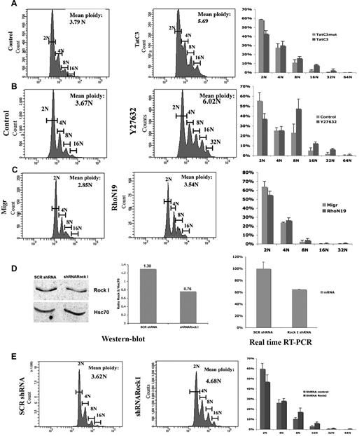 Figure 6. Effects of RhoA or Rock inhibition on MK polyploidization. (A) Effects of RhoA (TatC3) inhibitors on MK polyploidization. The ploidy level of CD41+/CD42+ MKs was analyzed at day 8 or 9 of culture (72 hours after addition of the inhibitors). The mean ploidy was calculated from the number of cells of each ploidy class in 3 independent experiments. Mean ploidy levels was 3.79N in the control and 5.69N with TatC3 (n = 3, P < .005). The ploidy histograms are illustrated on the right part of the figure. (B) Effects of Rock (Y27632) inhibitor on MK polyploidization. The mean ploidy levels was 3.67N in the control and 6.02N with Y27632 (n = 3, P < .001). (C) Effect of a RhoA dominant negative (RhoA N19) on MK polyploidization. The ploidy level of GFP+/CD41+/CD42+ cells was analyzed by flow cytometry at day 9 of culture. The mean ploidy was calculated from the number of cells in each ploidy class in 3 independent experiments. The mean ploidy level was 3.72N with RhoN19 and 3.2 N with the empty Migr (n = 3, P < .03). (D) The effect of Rock I shRNA was ascertained by Western blotting and real time RT-PCR. Western blot quantification showing that the protein levels of Rock I/Hsc70 (used as a control of protein loading) was reduced approximately 40% by the specific Rock I shRNA compared with the SCR shRNA (control). Real-time RT-PCR showing that the mRNA level of Rock I mRNA was reduced approximately 35% by the specific Rock I shRNA compared with SCR shRNA (control). (E) Effect of a Rock I shRNA on MK polyploidization. The mean ploidy level was analyzed as described above: SCR shRNA control (3.62N); Rock I shRNA (4.68N; n = 3, P < .04).