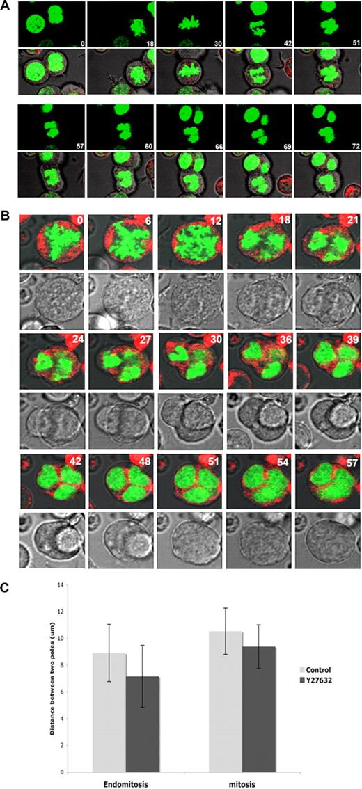 Figure 7. Inhibition of Rock by Y27632 reduces furrow ingression. MKs transduced with H2B-GFP were treated for 12 hours with Y27632 and then filmed by real-time video microscopy. Cells were stained with CellTracker Red and serial images were obtained at 3-minute intervals. Timing (min) relative to the first image is indicated. (A) Diploid endomitosis of MK treated with Y27632 proceeded generally as a normal endomitosis, but with a reduced cell elongation (see also panel C) and less evident cleavage furrow formation. (B) Polyploid endomitosis of MK treated with Y27632 showing less cleavage furrow formation (images 21-36). These time-lapse images are available in Videos S3 and S4. (C) The distance between 2 centers of separating nuclear masses in mitosis and dipolar endomitosis was measured at end of telophase of Y27632-treated and untreated MK. In untreated MK (Control), the average distance reduced approximately 16% during endomitosis compared with mitosis. For Y27632-treated MKs, the average inter-nuclear distance of dipolar endomitosis was continually decreased approximately 20% compared with untreated MK.