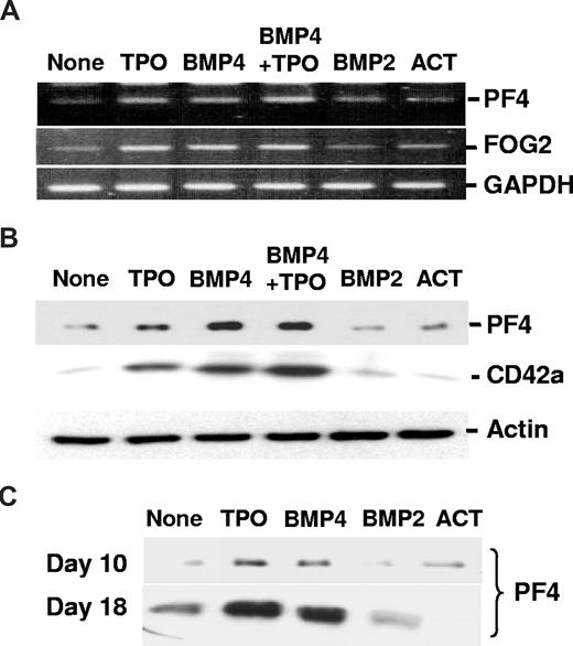 Figure 2. Effects of TPO, activin A, BMP2, and BMP4 on markers of late stages of MK maturation. CD34+ cells were incubated for 3 to 18 days in 4GF serum-free medium in the presence or not of 50 ng/mL TPO, activin A (ACT), BMP2, or BMP4 as indicated. (A) After 3 days, we assayed the expression of PF4 and FOG-2 at the RNA level by RT-PCR analysis, as described in “RNA isolation and analysis.” In all conditions, we found a similar level of expression of the housekeeping gene GAPDH, which allowed us to compare levels of expression of PF4 and FOG-2 between the different treatments. (B) After 7 days of culture, total cell lysates were quantified, and 10 μg total proteins was separated by SDS-PAGE. Immunodetection was performed as described in “Western blot analysis” using monoclonal mouse anti-PF4 and anti-CD42a antibodies, or antiactin used as a loading control. (C) Finally, at the latest stages of in vitro MK differentiation and using 30 μL cell culture supernatant, secreted PF4 was detected after 10 and 18 days of culture. Equal aliquots of the culture supernatant were separated by SDS-PAGE. Immunodetection was performed as described in “Western blot analysis” using monoclonal mouse anti-PF4 antibody.