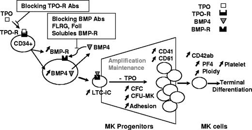 Figure 6. Proposed model for TPO and BMP4 effects during human megakaryopoiesis.