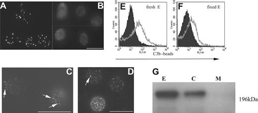 Figure 1. Distribution of CR1 on erythrocytes depends on the staining method. (A) Erythrocytes from a HH donor were incubated with anti-CR1 mAb 1F11, followed by AlexaFluor-594 goat anti–mouse Ab. After each step the cells were centrifuged, dispersed, and resuspended in fresh buffer. The majority of CR1 was in large clusters. (B) Fresh erythrocytes from the same HH donor were fixed as described in “Fresh and fixed erythrocytes” and incubated with anti-CR1 mAb 1F11 followed by AlexaFluor-594 goat anti–mouse Ab. CR1 is seen as small speckles throughout the plasma membrane. Bar represents 8 μm. (C) Erythrocytes processed for panel A were imaged within 1 minute after the addition of secondary antibody without any washing. Although larger CR1 clusters can already be observed (white arrows), most of the CR1 is still seen as small speckles. The high background of the image is due to the presence of the secondary antibody in solution during imaging. Bar represents 8 μm. (D) Erythrocytes were incubated with AlexaFluor-594–labeled Fab anti–CR1 mAb 2B11 for 15 minutes at room temperature, washed once, and resuspended in fresh buffer. The majority of CR1 is dispersed with few larger clusters. (E,F) Fresh unfixed (E) or fixed (F) erythrocytes were incubated with C3b-beads AlexaFluor-488 (open histogram) or control beads (IgG + heat-inactivated human serum, filled histogram) for 30 minutes at room temperature. Erythrocytes were then washed and analyzed by flow cytometry. Net mean fluorescence intensity (MFI) was 5.38 for fresh erythrocytes and 3.01 for fixed erythrocytes. (G) On fresh erythrocytes, CR1 partitions in the cytoskeletal fraction. Cytoskeletal (C) and membrane (M) fractions isolated as described in “Immunoblotting and coimmunoprecipitation” were probed for CR1 using rabbit polyclonal IgG. Whole erythrocyte lysate (E, lane 1; 1.5 × 106 erythrocytes/lane) was used as positive control.