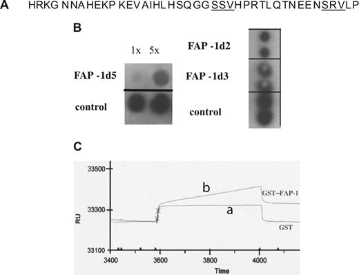 Figure 2. The cytoplasmic domain of CR1 contains 2 PDZ motifs and binds PDZ domains 2, 3, and 5 of FAP-1. (A) Cytoplasmic domain of CR1 with its 2 PDZ motifs underlined. (B) A peptide corresponding to the CR1 cytoplasmic domain (CR1-tail peptide) was used to probe 2 PDZ arrays, which together contained all 5 PDZ domains of FAP-1. CR1-tail peptide (100 ng/mL) bound to FAP-1 PDZd2 and 3 (left blot, duplicate 10 ng/spot) and PDZd5 (right blot, 8 or 40 ng/spot). Bound CR1-tail peptide was detected by rabbit anti–Cyto-CR1 (BW60), followed by HRP-conjugated secondary antibody. (C) Surface plasmon resonance sensorgram confirms binding of CR1-tail peptide to immobilized PDZd5 of FAP-1. GST-PDZd5 was immobilized via anti-GST antibody to CM5 sensor chip and probed with CR1-tail peptide (trace b). On the control channel, GST alone was immobilized to assess the background binding of CR1-tail peptide (trace a). Equal volumes of the same concentration of the CR1 peptide were used for both channels. Sensorgrams are representative of 2 experiments. RU indicates resonance units; time is expressed in seconds.