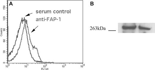 Figure 3. FAP-1 antigen is detected in all circulating erythrocytes. (A) Fixed and permeabilized erythrocytes were incubated with rabbit anti–FAP-1 antiserum (#B12060, Stratagene) or the same concentration of rabbit nonimmune serum and analyzed by flow cytometry. FAP-1 expression is predominately unimodal, with a small subpopulation expressing more FAP-1. (B) Erythrocyte FAP-1 antigen is the size of full-length FAP-1. Five microliters of fresh erythrocytes were boiled in 90 μL of 1× reducing loading buffer, subjected to SDS-PAGE, and immunoblotted with anti–FAP-1 antiserum17 and HRP-secondary antibody. The detected band had a mobility of 270 kDa, which corresponds to full-length FAP-1. The gel is representative of 4 experiments.