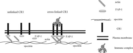 Figure 6. Model of the dynamic CR1 rearrangement induced by cross-linking. In circulating erythrocytes, CR1 is likely attached to the cytoskeleton (Figure 1G), with a subpopulation interacting with FAP-1 (Figure 5A top row). Cross-linking of CR1 by either complement-opsonized beads or anti-CD35 antibodies induces the formation of large CD35 and FAP-1 clusters (Figure 5B,C). Because CD35 and FAP-1 coprecipitate in both fresh and CD35 cross-linked erythrocytes, our model depicts the CD35-FAP-1 complex in both conditions, although in the cross-linked state there are more CR1 molecules interacting with FAP-1 (Figure 5C).