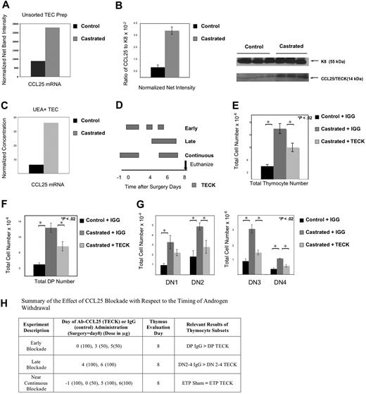 Figure 7. Androgen withdrawal increases CCL25 production from UEA+ medullary TEC; CCL25 production is critical for thymic expansion after castration. Thymi were removed from 3 mice per group and TEC digestion performed to isolate epithelial populations for mRNA analysis. Whole thymus lysates from 7 mice in each group was used for protein studies. (A) RT-PCR demonstrated increased CCL25 production in castrated mice 2 weeks after castration (data representative of 3 separate experiments with confirmation of similar TEC enrichment by flow cytometry). (B) Western blot confirmed enhanced CCL25 protein production after castration in whole thymus lysates using Keratin 8 to normalize epithelial cell numbers (graph includes normalized data from 3 mice in each group with standard error bars; CCL25 protein was also increased compared with actin, data not shown; data are representative of 2 separate experiments, 6-7 thymi per group total). These images were developed with a Kodak GelLogic 2200 camera using Kodak Molecular Imaging Software 4.5.1SE. (C) Sorted epithelial populations (from 6 thymi per group) confirmed the greatest increase in CCL25 production was in the UEA+ TEC of the castrated cohort (data representative of 2 sorted experiments) using quantitative RT-PCR. (D) Figure displays the timing of CCL25 antibody (TECK) or control IgG antibody with respect to the timing of surgery (day 0) or euthanasia (day 8) of the 3 experimental groups (early, late, and near-continuous). Small boxes (in the early group) represent the smaller (50 μg) dose, larger boxes represent the larger (100 μg) dose and may overlap days to reflect the anticipated increase in circulating antibody levels over this time frame. Thymocyte (E) and DP (F) increase after castration is abrogated in the presence of neutralizing antibody to CCL25 (summary of 4-5 mice/group with SE bars, mice received 100 μg of control IgG or CCL25 antibody (TECK) on the day of surgery, and 50 μg of antibody 3 and 5 days after surgery; killed 1 week after castration). (G) DN 2-4 increases after castration were abrogated in the presence of TECK antibody after administration of 100 μg on days 4 and 6 after surgery compared with IgG antibody with castration (summary of 5-6 mice/group with SE bars killed 1 week after castration). (H) Summary of the effect of the timing of CCL25 blockade with respect to the timing of androgen withdrawal.