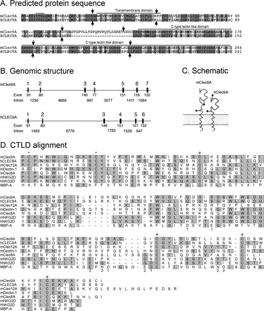 Figure 1. The genomic structure and predicted protein structure encoded by mouse and human Clec9A genes. (A) Protein sequence alignment of the predicted protein sequence of mouse and human Clec9A. Sequence identity is highlighted in dark gray, similarity is shown in light gray. Invariant residues are shown in bold. Exon boundaries are denoted by . (B) Schematic representation of the gene structures of mClec9A and hCLEC9A, determined by alignment of the cDNA to the genomic sequence databases of the C57BL/6J mouse and human databases, respectively. Exons encoding the coding region of Clec9A genes are denoted by black boxes and the size (bp) of the exons and introns are shown below. (C) A schematic representation of the mouse and human Clec9A proteins. Pins denote potential N-glycosylation sites. (D) Alignment of the CTLD of mouse and human Clec9A to proteins that share sequence homology. Rat mannose binding protein A (MBP-A) is included for comparison as a classical C-type lectin domain that has functional carbohydrate recognition domains. Gray boxes indicate conserved residues, + indicates additional pair of cysteine residues involved in protein homodimeration, and * marks the conserved cysteine residues that form disulfide bonds. The residues that ligate Ca2+ in the MBP-A are designated 1 and 2.