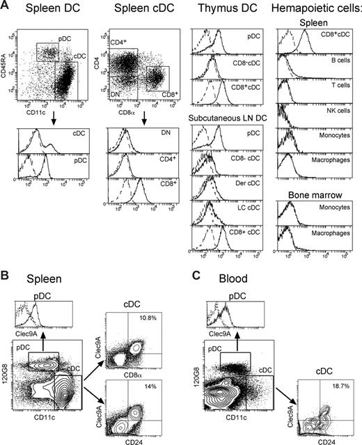 Figure 3. Surface expression of mClec9A protein on DCs and other hemopoietic cells. (A) The DCs were purified and surface labeled by 4-color immunofluorescent staining. DCs were stained with mAb against CD11c (N418-PeCy7), CD45RA (14.8-APC), CD8 (53-6.7-APC-Cy7) and mClec9A (10B4-biotin). Splenic DCs were also stained with CD4 (GK1.5-FITC), thymic DCs with Sirpα (p84-FITC), and subcutaneous LN DCs with CD205 (NLDC-145-FITC). Splenic cDCs were divided into CD4+cDCs (CD11hiCD45RA−CD4+CD8−), DN cDCs (CD11hiCD45RA−CD4−CD8−) and CD8+cDCs (CD11hiCD45RA−CD8+CD4−); thymic cDCs were divided into CD8−cDCs (SirpαhiCD8lo) and CD8+cDCs (SirpαloCD8+); and LN cDCs into CD8−cDC (CD11c+CD205−CD8−), dermal cDCs (CD11c+CD205intCD8−), Langerhans' cells (CD11c+CD205hiCD8−) and CD8+cDCs (CD11c+CD205hiCD8+), as described previously.31 pDCs were identified as CD11cintCD45RA+. Splenocytes were stained with mAb against CD3 (KT3-1.1-FITC), CD19 (1D3-PeCy7), NK1.1 (PK136-PeCy7), CD49b (Hmα2-APC) and B cells (CD19+CD3−), T cells (CD19−CD3+) and NK cells (NK1.1+CD49b+CD3−) were identified. Splenic macrophages were enriched as indicated in “Isolation and analysis of Clec9A on mouse hemopoietic cells” and stained with CD11b (M1/70-Cy5) and F4/80-FITC and defined as CD11bhiF4/80+. Bone marrow cells and splenocytes were stained with mAb against CD11b (M1/70-Cy5) and Ly6C (5075-3.6-FITC) and monocytes were defined as side-scatterloLy6ChiCD11bhi. Bone marrow macrophages were Ly6CintCD11bhi. Cell populations were counterstained with SA-PE and analyzed for mClec9A expression. The solid line represents mClec9A staining on gated cells, the dotted line represents staining of the gated cells with an isotype-matched control. (B) Enriched preparations of splenic DCs were stained with mAb against mClec9A (10B4-biotin), CD11c (N418-Quantum dot 655), CD8α (YTS-169-PercpCy5.5) and CD24 (M1/69-Alexa 633) and 120G8-FITC, then counterstained with SA-PE. pDCs (CD11cint120G8+) and cDCs (CD11chi120G8−) were analyzed for expression of mClec9A. mClec9A expression correlated with CD8α and CD24 expression on cDCs. Most splenic pDCs expressed mClec9A. (C) An enriched preparation of blood DCs was stained in parallel with the splenic DCs (B) using the same mAbs and analyzed using identical gating strategies. Blood DCs do not express CD8α, but do express CD24. Similar to splenic DCs, blood DCs expressing CD24 also coexpressed Clec9A. pDCs from the blood, like their splenic counterpart, expressed mClec9A.
