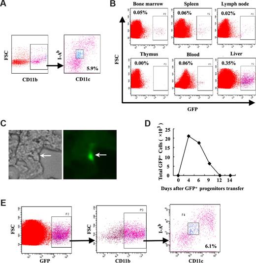 Figure 5. Characteristics of the natural counterpart to LRDCs in the liver. (A) Liver NPCs were labeled with fluorescence-conjugated CD11c, I-Ab, and CD11b, and the CD11clowI-Ab-lowCD11bhi cells were sorted by FACSDiva. (B) Bone marrow–derived EGFP+Lin−CD117+ progenitors were transferred into the liver through mesentery vein injection. After 6 days, single-cell suspensions from different organs of recipient mice were prepared and analyzed for the percentage of EGFP+ cells. (C) EGFP+ cells with dendrites in the liver after EGFP+ progenitors transfer were observed under microscope (Leica-DMIRB). Original magnification, 40× objective. (D) Kinetics of EGFP+ cell proliferation in the liver after EGFP+Lin−CD117+ progenitors were transferred into the liver. After EGFP+ progenitors were transferred, the liver NPC suspensions were prepared on different days and analyzed for the sum of EGFP+ cells. (E) At 6 days after progenitors were transferred, the liver NPC suspensions were prepared and gated EGFP+ cells were analyzed for the percentage of CD11bhiCD11clowI-Alow cells by flow cytometry. Data are representative of at least 3 independent experiments.