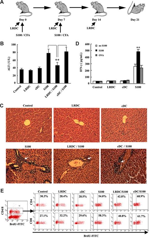 Figure 6. Attenuation of experimental autoimmune hepatitis by infusion with LRDCs. (A) Schematic diagram of the induction and intervention of EAH. In the control, EAH was induced by double immunizations with liver S100 antigen in CFA. LRDC infusion was accomplished intraperitoneally 3 times in weekly intervals. Livers and blood were harvested for analysis 21 days after EAH induction. (B) Mean level of serum ALT in all groups (n = 6) was assayed. (C) Representative hematoxylin-eosin (HE) histologic observations of EAH lesions in animal liver after standard EAH induction. CoolSNAP cf camera (Roper Scientific Photometrics) mounted on a microscope (Leica-DMIRB) and Meta Imaging Series 5.0 (Molecular Devices) were used to acquire images. Arrow shows the characteristic periportal infiltrates in comparison with the minimal histologic lesions observed in EAH animals protected by LRDCs. Original magnification, 20×. (D) Liver draining lymph node cells isolated from the S100-immunized mice or LRDC/cDC-transferred mice were restimulated with S100 antigen or OVA antigen in vitro; the IFN-γ levels in the supernatant were then assayed by ELISA. (E) Turnover of T cells in the liver was measured by BrdU labeling. BrdU was administrated to mice via drinking water and intraperitoneal injection, and the liver NPCs were then prepared and assayed using FITC-labeled anti-BrdU antibody by FACS. Data represent the mean plus or minus SD of triplicate samples and are representative of 2 independent experiments. **P < .01.