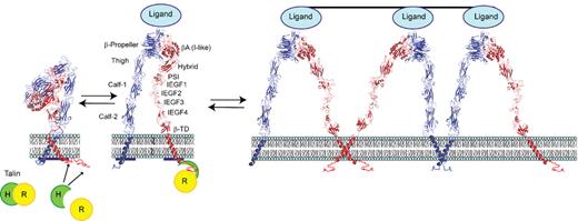 Figure 5. Model of αIIbβ3 based on αVβ3 crystal structure and depiction of switchblade model of αIIbβ3 conformational changes associated with activation and ligand binding. Inside-out signaling ultimately results in the binding of the talin head (H) domain binding to the cytoplasmic domain of the β3 subunit, resulting in subunit separation. This is transmitted through the transmembrane domains to the ectodomain where it results in extension of the α and β subunits and perhaps additional changes in the ligand binding region of β3. Ligand then binds, resulting in a swing-out motion of the β3 hybrid and PSI domains that may initiate outside-in signaling. Additional post-ligand binding events may occur, including homo-oligomerization of integrin transmembrane domains, leading to receptor clustering. The “deadbolt” hypothesis posits that modest changes in the β3 βA (I-like) domain brought about by movement of a nearby β3 β-terminal domain loop results in ligand binding, which is then followed by receptor extension and the swing-out motion. Adapted from Qin et al.143 The molecular models of αIIbβ3 were constructed using MODELLER 8v2 and the PDBs ITY6, IU8C, and IYUK as previously described.241 I-EGF, integrin epidermal growth factor domain; β-TD, β-terminal domain.
