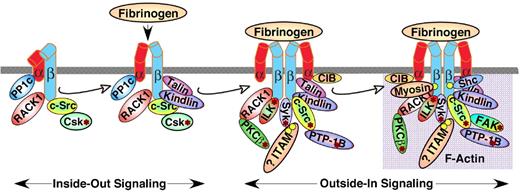 Figure 6. Protein interactions with the cytoplasmic domains of αIIb or β3 regulate integrin signaling. Shown are some, but not all, of the proteins reported to associate with the αIIbβ3 cytoplasmic domains, many in a dynamic fashion. Some associate with αIIbβ3 in resting platelets, while others are recruited to, or dissociate from, the integrin during inside-out or outside-in signaling, leading to F-actin assembly. In addition, several proteins with enzymatic function become activated (asterisk) after fibrinogen binding to αIIbβ3. It is difficult to imagine that all of these proteins can interact with a single αIIbβ3 heterodimer in platelets; however, they might interact with and further regulate oligomers of αIIbβ3 that form in response to fibrinogen binding. Not shown are the many additional adapter molecules, enzymes and substrates that may become recruited through more indirect interactions during the various phases of integrin signaling. Abbreviations: PP1c, protein phosphatase 1c; RACK1, receptor for activated C kinase 1; Csk, c-Src tyrosine kinase; PKCβ, protein kinase Cβ; ILK, integrin-linked kinase; ITAM, a yet-to-be-identified protein with one or more immunoreceptor tyrosine activation motifs; CIB, calcium and integrin-binding 1; Syk, spleen tyrosine kinase.