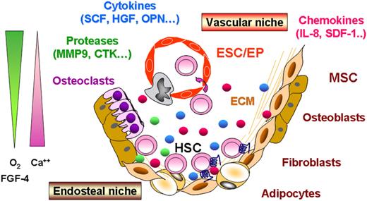 Figure 1. A simplistic model of hematopoietic stem cell niches. In adults, hematopoiesis occurs in the bone marrow where hematopoietic stem cells (HSCs) are engaged in a constant cross talk within specific niches at the proximity of the endosteal surface (endosteal niche) and of the perivascular space (vascular niche). These niches are composed of (1) stromal cells derived from mesenchymal stem cells (MSCs), able to generate fibroblasts, osteoblasts/osteocytes, and adipocytes, (2) osteoclasts derived from HSCs, and (3) endothelial cells derived from endothelial stem cells (ESCs). Regulatory signals emanating from these different niches include cell-intrinsic regulatory mechanisms, adhesion molecule interactions, extracellular matrices (ECMs), and environmental components such as calcium (Ca++), oxygen (O2) concentration, proteases, as well as humoral factors including cytokines and chemokines.