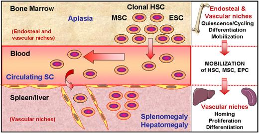 Figure 3. Stem cells moving from bone marrow to spleen/liver niches in PMF. As a consequence of a still unknown molecular event, clonal hematopoietic stem cells proliferate and generate differentiated cells, resulting in the medullar hyperproliferative stage described in early disease. Among these cells, dystrophic megakaryocytes produce or release several growth factors and proteases within the bone marrow environment, leading to myelofibrosis and to an imbalance between endosteal and vascular niches. This imbalance would favor proliferation of stem cells (SCs) including hematopoietic, endothelial, and likely mesenchymal stem cells (HSCs, ESCs, and MSCs, respectively) and their mobilization through blood, resulting in a higher number of circulating SCs and in a terminal bone marrow aplasia. These SCs colonize the spleen in which newly created or reinitialized vascular niches would favor their homing and differentiation, leading to the splenomegaly/hepatomegaly that characterizes PMF.
