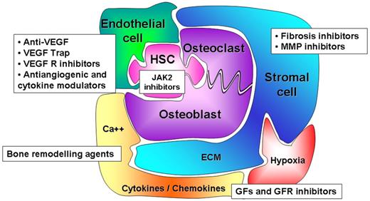 Figure 4. Hematopoietic niches: a new therapeutic target for PMF? New therapeutic strategies must target HSCs, and JAK-STAT is a legitimate target pathway as demonstrated by recent results with JAK2 inhibitors. However, they must also target the different cellular and/or acellular components of hematopoietic niches to manipulate the balance of competition between endosteal and vascular niches and therefore to modify the stem cell outcome. Actually, therapeutic strategies such as anti–TGF-β, anti-VEGF or inhibitors of their receptors, bone remodeling drugs, fibrosis and metalloprotease (MMP) inhibitors are in progress in PMF.