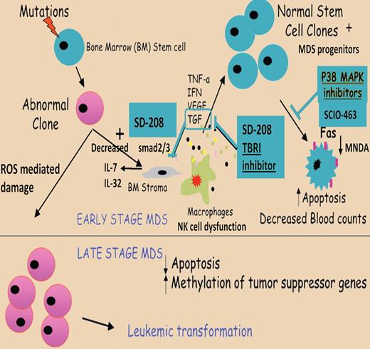 Proposed model of pathogenesis of stem cell apoptosis in MDS. A mutation in a stem cell compartment can give rise to a malignant clone. Interactions of the abnormal stem cell clones with the bone marrow microenvironment can lead to increased proinflammatory cytokine production in the bone marrow. Normal stem cell clones can undergo apoptosis, leading to ineffective hematopoiesis and low blood counts in early stage/low-grade MDS. Elimination of normal stem cells and clonal evolution of abnormal stem cell clones in late stages of MDS lead to development of leukemia. p38 MAPK inhibition can disrupt cytokine-driven apoptosis in low-grade MDS and potentially restore normal hematopoiesis. Apapted from Zhou et al with permission.1