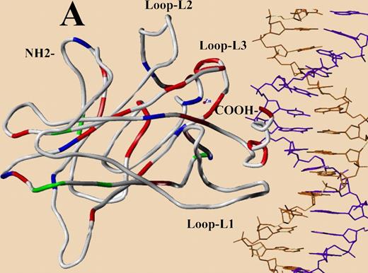 The distribution pattern of TP53 mutations in the central core domain model designed from published crystal structure (red, patients with poor survival; green, those with survival similar to WT group; blue, survival data unavailable). See the complete figure in the article beginning on page 3088.