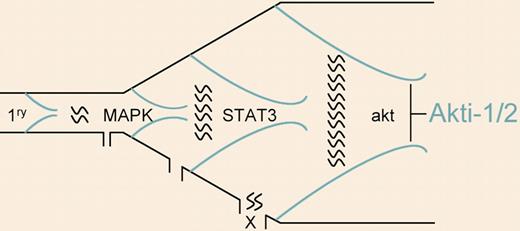 Signaling cascades in the progression of multiple myeloma. Following a primary event (eg, chromosome translocation involving immunoglobulin genes), activation of a variety of secondary signaling cascades (MAPK, STAT3, and Akt are shown in random order) is associated with tumor progression. In certain tumors, blockade of 1 pathway (by the Akt inhibitor akti-1/2, for example) inhibits growth and induces apoptosis. Given intratumor heterogeneity, it seems likely that alternative pathways associated with drug resistance (denoted by an X) will eventually be activated and that combined blockade of the signaling cascades may be more effective.