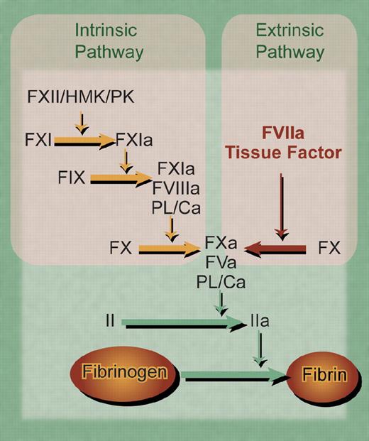 This first figure is a cascade model of coagulation. The “intrinsic” and “extrinsic” pathways appear to be redundant and converge at the FXa/FVa complex. It seems reasonable that adding excess FVIIa would give more FX activation via FVIIa/TF and make up for the lack of the FIXa/FVIIIa complex in hemophilia. PL/Ca indicates the requirement for a negatively charged phospholipid surface and calcium ions. HMK indicates high molecular weight kininogen; and PK, pre-kallekrein. Professional illustration by Debra Tyler Dartez.