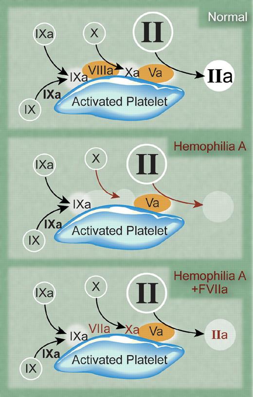 This second figure is of thrombin generation on platelet surfaces. In normal hemostasis, FIXa combines with FVIIIa on the activated platelet surface to activate FX. The FXa, in turn, combines with FVa to produce thrombin. In severe hemophilia, there is no platelet surface mechanism to activate FX. When high-dose FVIIa is used as a bypassing agent, it binds to the activated platelet surface and activates small amounts of FX. The resulting FXa is able to partially restore platelet surface thrombin generation. The binding and activity of FVIIa is mediated by negatively charged phospholipid, the GPIb/IX/V complex, and possibly other binding proteins that are unrecognized as of yet. Professional illustration by Debra Tyler Dartez.