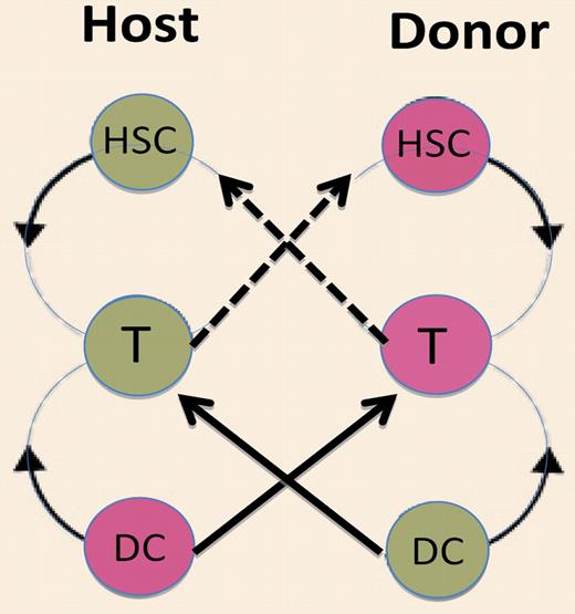 Adaptation of a Scottish country dance reel substituting dance partners with the cell types involved in allogeneic transplantation. Green indicates host; and pink, donor. Dashed line represents cell killing; and solid line, differentiation or stimulation.