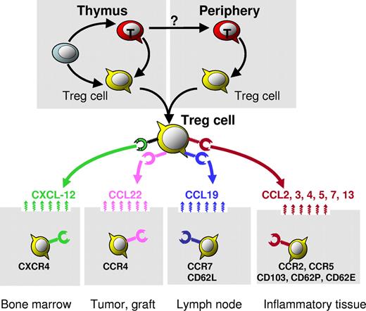Figure 1. Organ/tissue trafficking and distribution of Treg cells. Distinct chemokine receptors and integrin molecules implicated in Treg-cell organ/tissue trafficking and compartmentalization are presented. Bone marrow–derived CXCL12 mediates Treg-cell bone marrow trafficking. Environmental CCL22 mediates Treg-cell trafficking into human ovarian cancer and mouse cardiac grafts. The lymphoid homing molecules CCR7 and CD62L may facilitate lymphoid homing of Treg cells. Certain CC chemokines and integrins may mediate Treg-cell trafficking into inflammatory tissues/organs.