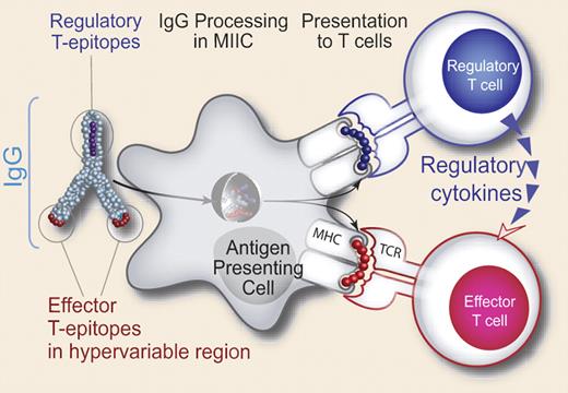 Hypothesized tolerizing mechanism of IgG. Conserved T-cell epitopes in IgG that engage nTregs have been discovered. The authors hypothesize that antibody-derived Treg epitopes (dark blue epitope) activate Tregs, leading to suppression of effector T cells that recognize effector epitopes (red epitope), like those of IgG hypervariable regions to which central tolerance does not exist. Whether this suppression is mediated by regulatory cytokines alone, or whether contact-dependent signaling also plays a role, has yet to be determined. See the complete figure in the article beginning on page 3303.