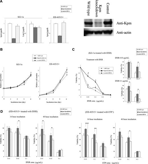 Figure 2. Down-regulation of Kpm/Lats2 renders cells resistant to DNA damage–inducing agents. (A) Kpm/Lats2-knockdown cells were established in KG-1a or ED-40515+ cells using retrovirus (RV) vector containing Kpm/Lats2-specific shRNA. Wild type represents non–RV-transduced cells and control iRNA represents control shRNA-containing RV–transduced cells. Efficiency of Kpm/Lats2-specific shRNA was measured by real-time PCR analyses. Data normalized to gapdh are shown as mean plus or minus SD in scale that the value for wild type is 1. Analyses were performed in triplicate independently twice and representative data are shown. Western blot analysis of Kpm/Lats2 in wild-type, knockdown, or control cells in KG-1a. Analyses were performed independently twice and representative data are shown. (B) Simple growth curve without agents was measured by MTT assay. The assays were performed in quadruplicate independently 3 times and representative data are shown as mean plus or minus SD. (C) Cell viability after treatment with doxorubicin (DXR) or etoposide (ETP) in each KG-1a line was measured by MTT assay. The assays were performed in quadruplicate independently 3 times and representative data are shown as mean plus or minus SD (Welch t test: *P < .01; **P < .05). (D) Cell viability after treatment with DXR or ETP in each ED-40515+ line was measured by MTT assay (Welch t test: *P < .05; **P < .01; ***P < .005). The assays were performed independently in quadruplicate 3 times, and representative data are shown as mean plus or minus SD.