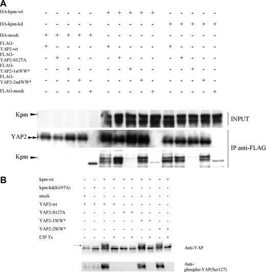 Figure 5. Kpm/Lats2 can associate with YAP2 via its first WW domain and phosphorylate YAP2, but it requires not this association but kinase function of Kpm/Lats2 to stabilize p73. (A) Any one of HA-tagged Kpm-wild type (wt), Kpm-kinase dead (kd), or mock was cotransfected with any one of FLAG-tagged YAP2-wild type (wt), YAP2-S127A (mutant form S127 to A; S127 is Akt-phosphorylation site), YAP2-1WW* (mutant form of first WW domain), YAP2-2WW* (mutant form of second WW domain), or mock into 293T cells by the calcium phosphate method. Upper lanes represent Western blotting with anti-HA in cell lysates. Middle lanes and lower lanes represent Western blotting with anti-FLAG and anti-HA, respectively, in the immunoprecipitates by anti-FLAG. Three independent experiments were performed and representative data are shown. (B) The coimmunoprecipitate fraction by anti-FLAG from each lysate was treated with or without CIP and then analyzed by Western blotting with anti-YAP polyclonal antibody and anti–phospho-YAP (Ser127) polyclonal antibody. Arrow indicates mobility shift band of YAP2. Three independent experiments were performed and representative data are shown.